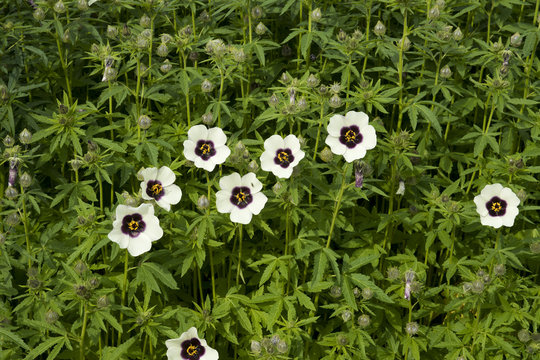 The annual gardenornamental Hibiscus cannabinus