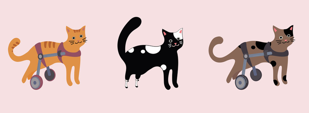 Set of disabled cats in wheelchair