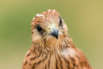 Portrait of a young kestrel