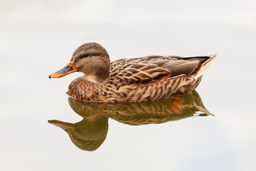 Beautiful duck swimming in a lake