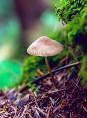 Photo of one brown wild mushroom in forest if Carpathian mountains