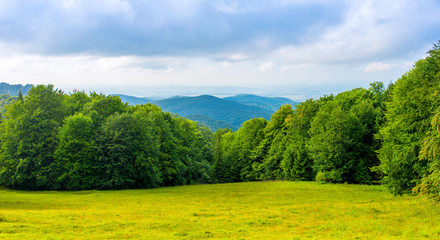Photo of green forest and valley in Carpathian mountains