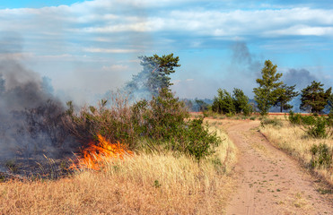Forest fire. Burned trees after forest fires and lots of smoke