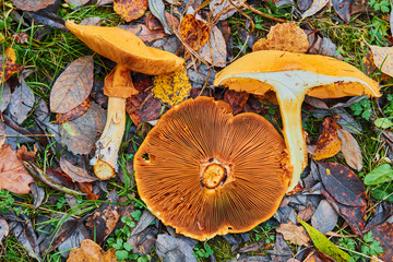 Phaeolepiota Aurea,golden mushroom in the forest