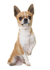 young chihuahua in studio