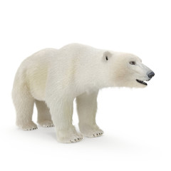 Obraz na płótnie Canvas Large male Polar Bear on a white. 3D illustration