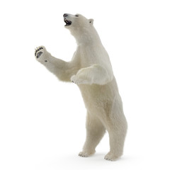 Obraz premium Duży męski biały niedźwiedź stojący poza na białym. Ilustracja 3D