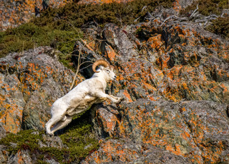 Dall Sheep