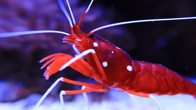 Red Fire shrimp - Lysmata Debelius