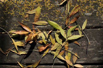 autumns season - wood and dry leaves