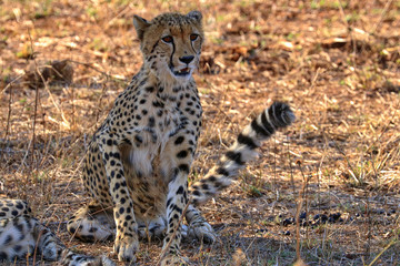South Africa