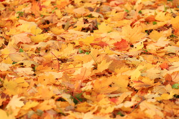Autumn leaves on ground