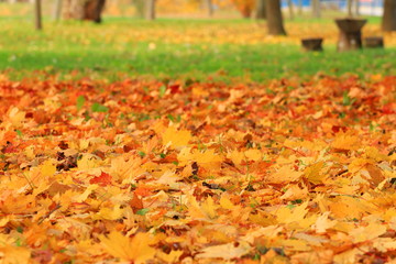 Autumn in park