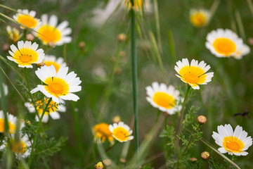 Daisy flowers on spring meadow