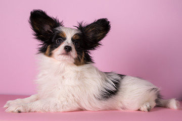Puppy on a pink background