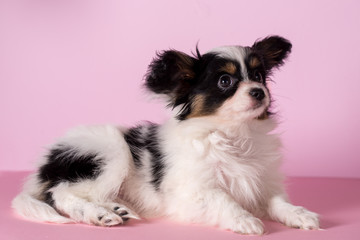 Puppy of papillon breed