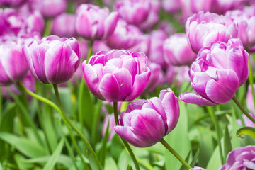 Pink tulip in the field