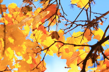 Golden maple leaves in autumn, bright blue sky in background