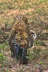 South Africa