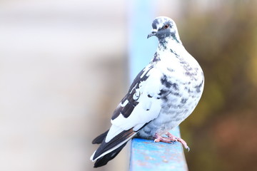 Colorful pigeon on fence