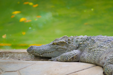 crocodile by water