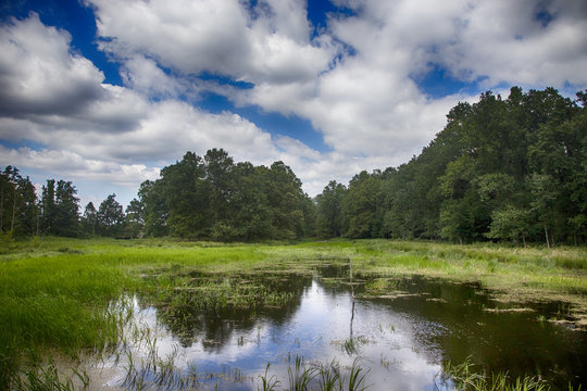Teich im Sommer unter sch&ouml;nen wei&szlig;en Wolken