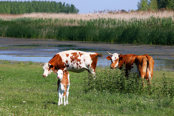 cows and calf on pasture near river © goce risteski