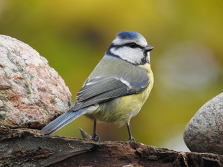 Obraz premium blue tit