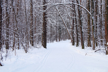 Strong snowfall in the winter northern forest.