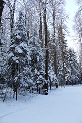 Strong snowfall in the winter northern forest.