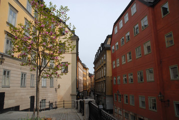 Blossoming tree and view of Österlanggatan in Gamla Stan, Stockholm