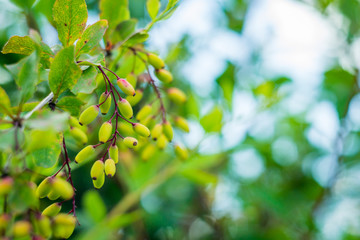 flowers summer South field