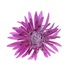 .Single purple chrysanthemum flower head isolated on white background