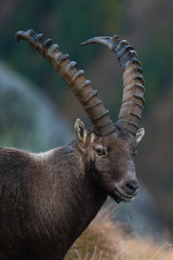 stambecco (Capra ibex) - ritratto maschio