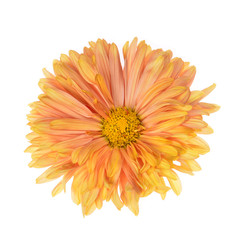 Single orange chrysanthemum flower head isolated on white background