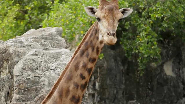 Close up footage with Giraffe Giraffa camelopardalis . Bangkok, Thailand.