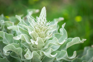 Green flower close up on Creete, Greece