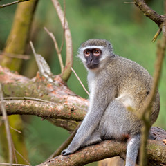 in south africa      wildlife  nature    and   monkey