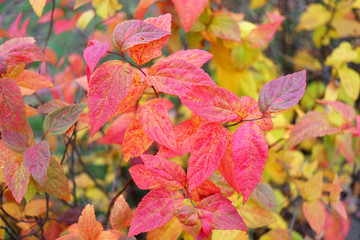Colorful autumn background with red and yellow leaves.