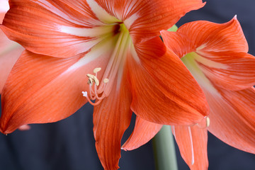 Red lily flower. Abstract background. Close-up.