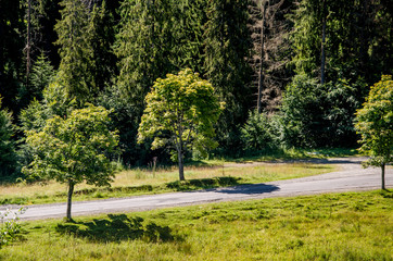 Road in the background of beautiful Carpathian mountains. Summer season
