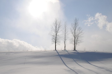 冬の青空と冬木立