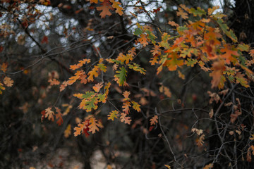 Close up of orange Autumn oak Leaves against a black oak tree trunk and other trees, horizontal