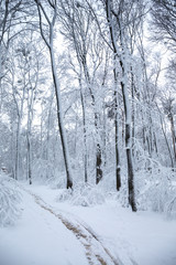 Snow-covered path in the park
