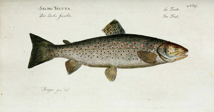 Illustration of a fish.