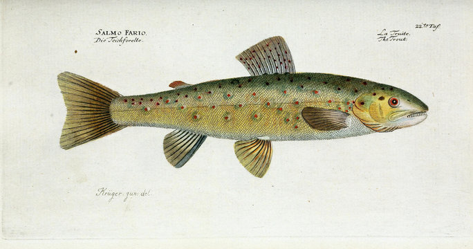 Illustration of a fish.