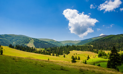 Obraz premium Beautiful trees in the mountains. Green grass and hot sun. Summer season