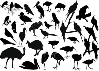 Obraz premium thirty five bird silhouettes on white