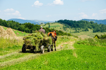 A cart with horse-drawn hay rides the mountain road through beautiful mountains