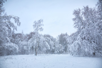 Winter forest glade